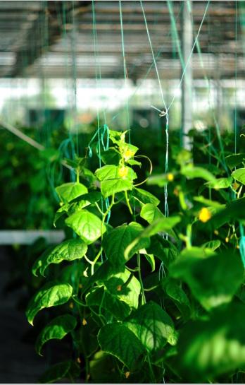 共生之道 农业与科技关系的深度思辨，以初级农产品为例