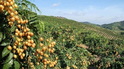 台湾三品农业的初级农产品品质管理